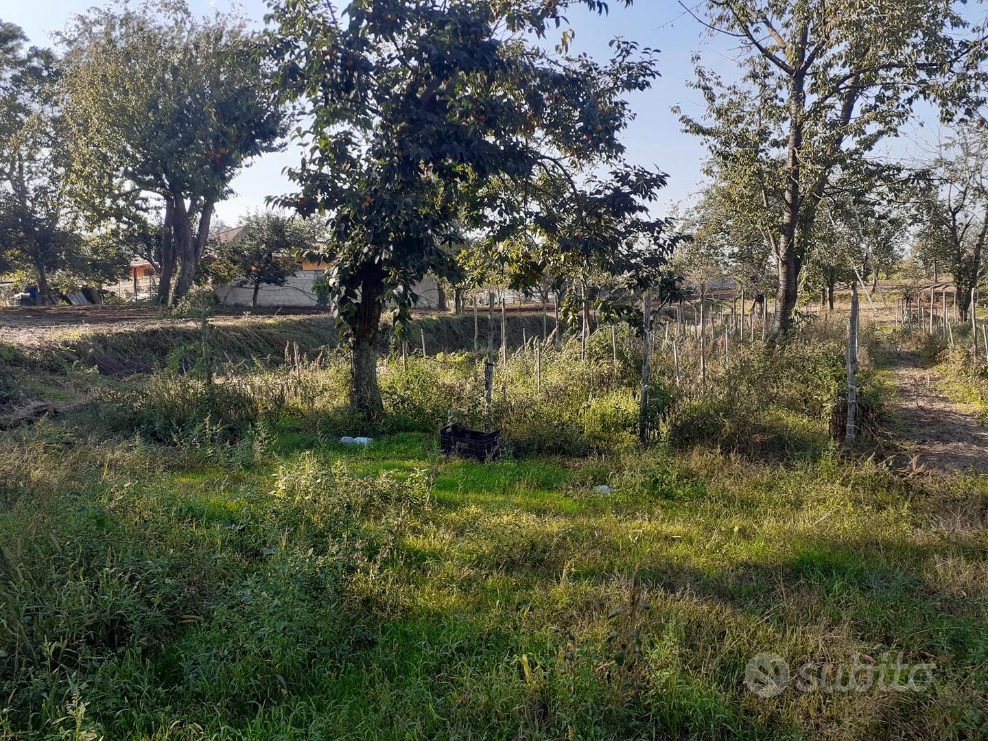 Terreno agricolo - Vista 5