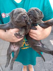 Cane corso