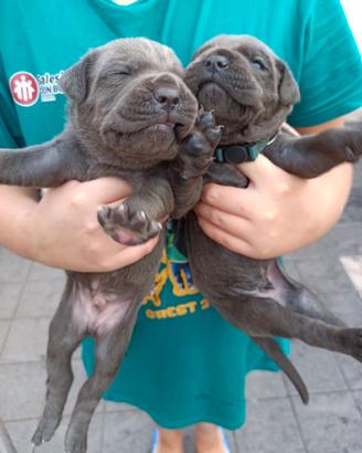 Cane corso