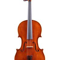 Viola rumena nuova