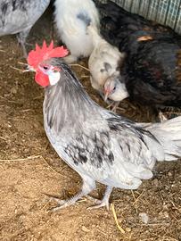 Galline di razza spagnole