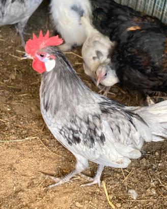 Galline di razza spagnole