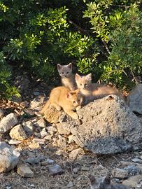 Gattini gia svezzati gratis