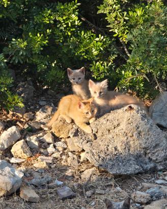 Gattini gia svezzati gratis