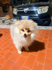 Spitz di Pomerania nano