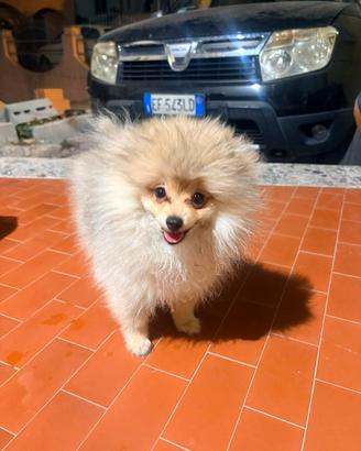 Spitz di Pomerania nano