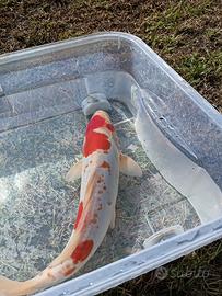Carpa Koi Kohaku Doitsu