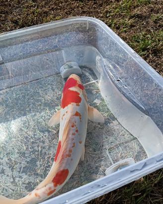 Carpa Koi Kohaku Doitsu