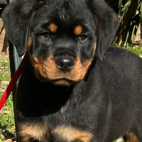 Cucciolo rottweiler