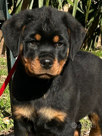 Cucciolo rottweiler