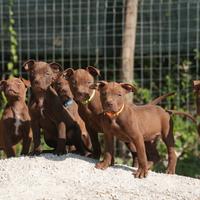 American Pit Bull Terrier Cuccioli