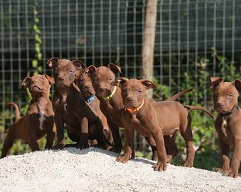 American Pit Bull Terrier Cuccioli