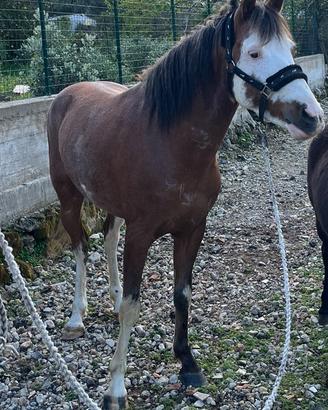 Cavallo