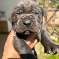 Cucciole grigie cane cane corso