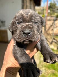 Cucciole grigie cane cane corso