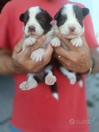 Cuccioli di border collie
