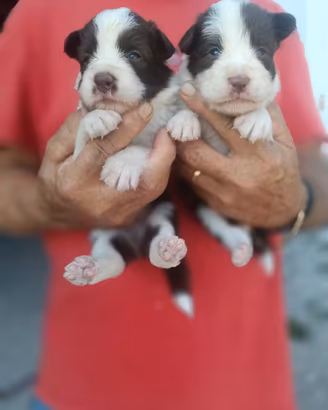 Cuccioli di border collie