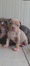 Cucciole di American Pitbull Terrier Tri-Lilac