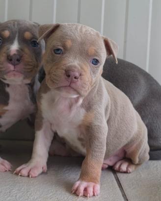 Cucciole di American Pitbull Terrier Tri-Lilac