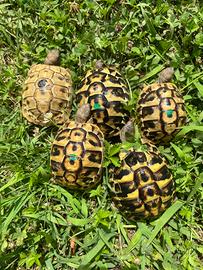 Tartarughe di terra Hermanni con cites