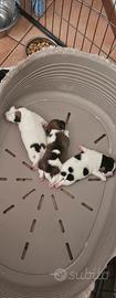 cuccioli jack russel 