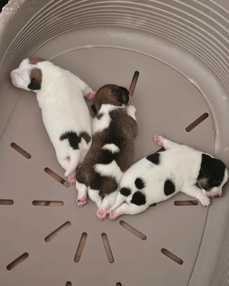 cuccioli jack russel 