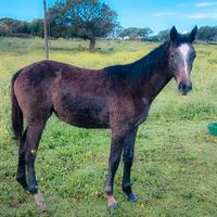 MY ZOE - Puledra Anglo Araba ?? |Sauro | 2025