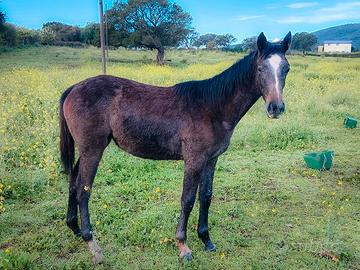 MY ZOE - Puledra Anglo Araba ?? |Sauro | 2025