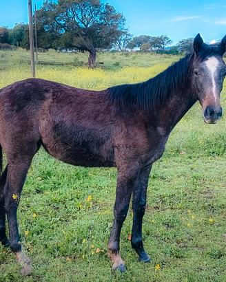 MY ZOE - Puledra Anglo Araba ?? |Sauro | 2025