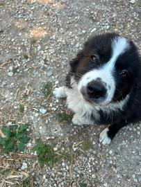 Border collie