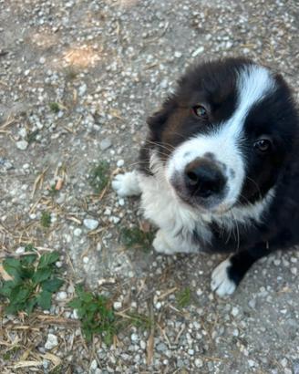 Border collie