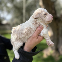Lagotto
