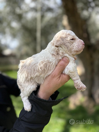 Lagotto