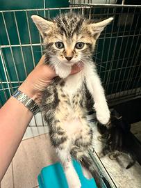 Gattini disponibili tra un mese