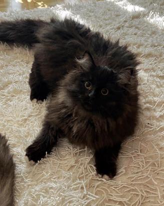 Gattino siberiano Orazio pedigree