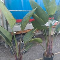 Strelitzia nicolai, nota come strelitzia gigante