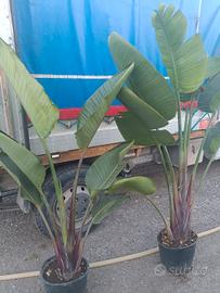 Strelitzia nicolai, nota come strelitzia gigante