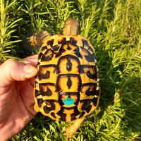 Testudo Hermanni hermanni laziali maschi