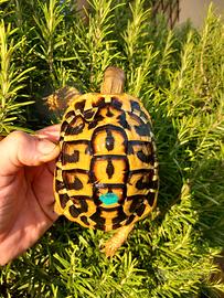Testudo Hermanni hermanni laziali maschi