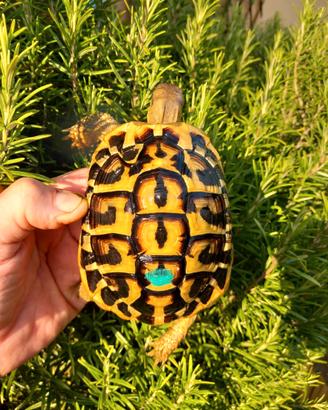 Testudo Hermanni hermanni laziali maschi