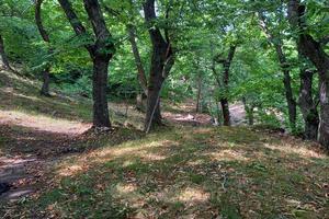 Castagneto da frutto