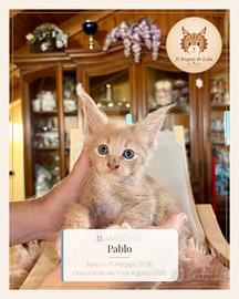 Cuccioli Maine Coon ANFI - Il Sogno di Lola