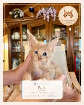 Cuccioli Maine Coon ANFI - Il Sogno di Lola