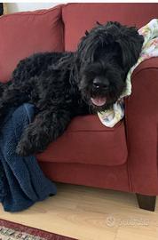 Schnauzer gigante femmina