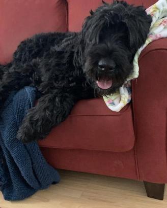 Schnauzer gigante femmina