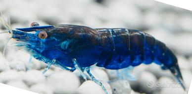 Caridine ampullarie pesci