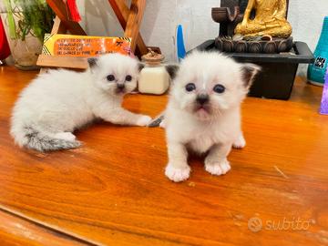 Cuccioli di gatto Sacro di Birmania