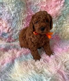 Cuccioli di barboncini M e F