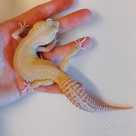 Geco leopardino