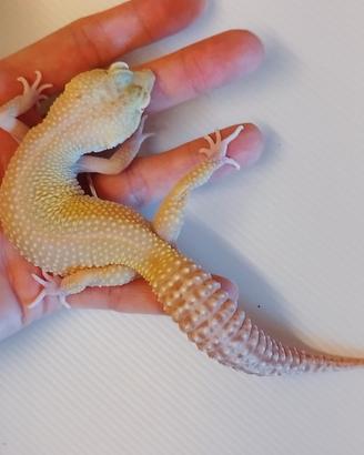 Geco leopardino